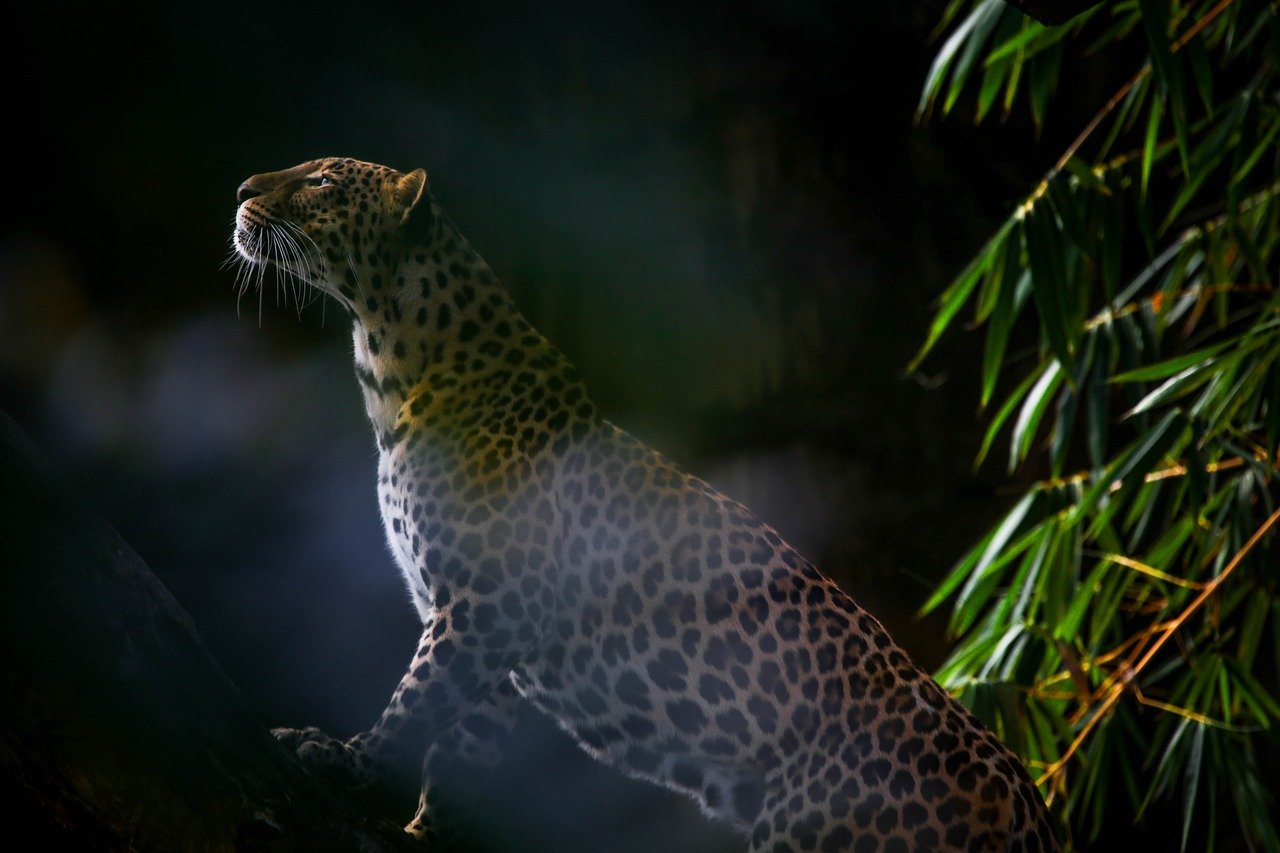 leopard, cat, feline
