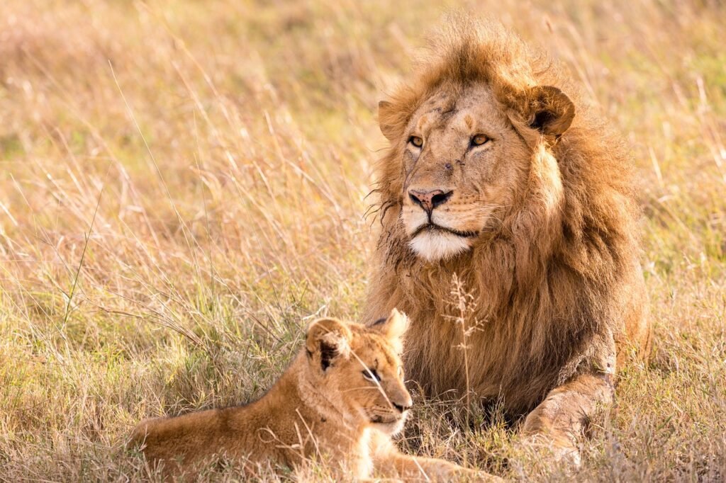 lion, cub, feline