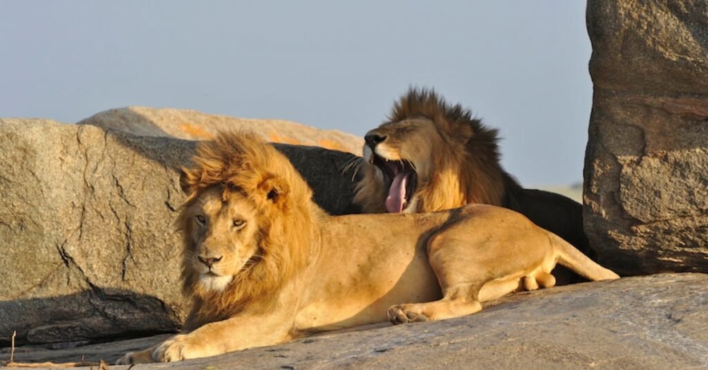 Lions on Brown Field